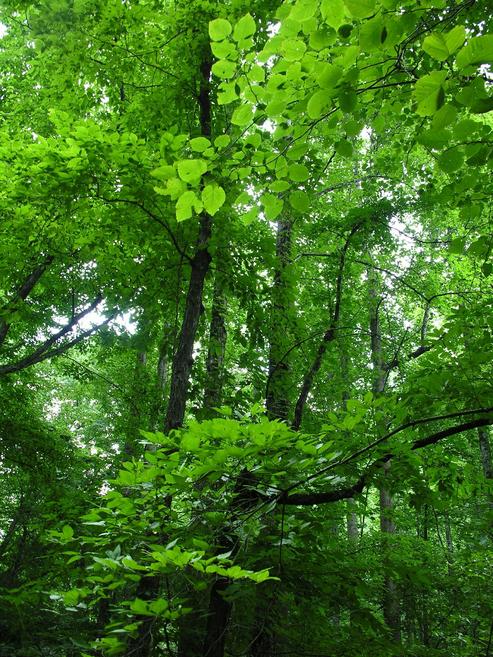 Bright%20Green%20Everywhere.jpg