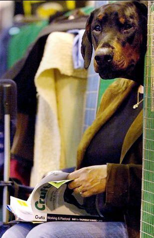 Dog-Reading-Book-Illusion.jpg