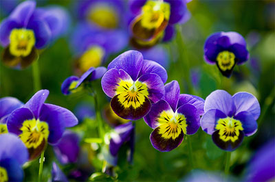 Face-in-the-Flower-10.jpg