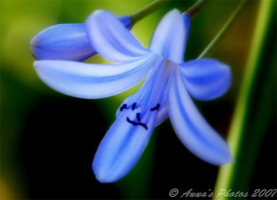 Face-in-the-Flower-11.jpg