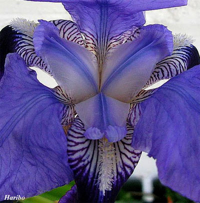 Face-in-the-Flower-12.jpg