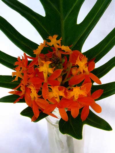 Face-in-the-Flower-13.jpg