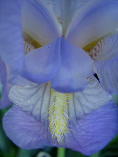 Face-in-the-Flower-14.jpg