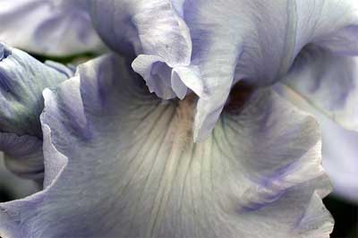 Face-in-the-Flower-2.jpg