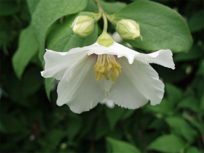Face-in-the-Flower-4.jpg
