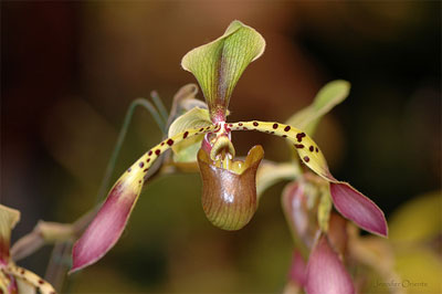 Face-in-the-Flower-5.jpg