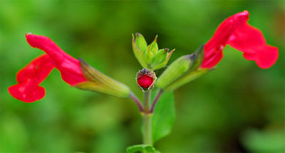 Face-in-the-Flower-8.jpg