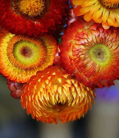 Face-in-the-Flower-9.jpg