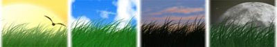 Grass.jpg