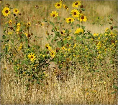 Hidden-Coyote.jpg