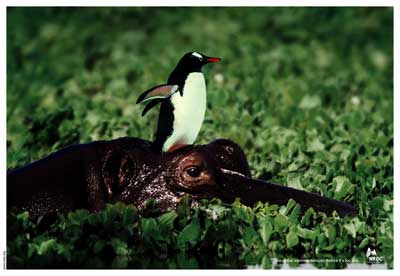 NRDC-Penguin.jpg