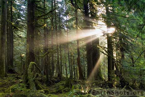 Northwest-Light.jpg