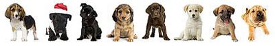 Puppies.jpg