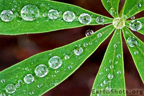 Rain-Jewels.jpg