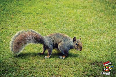 Rubiks-Cube-Squirrel.jpg