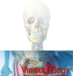 人体模型の3Dモデル