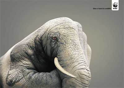 WWF-Elephant.jpg