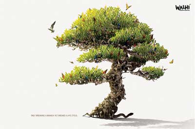 Walhi-Branch.jpg