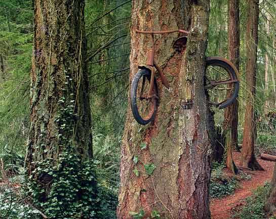 自転車を食べてしまった老木