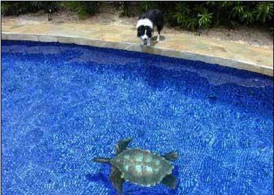 pool-illusion-5.jpg